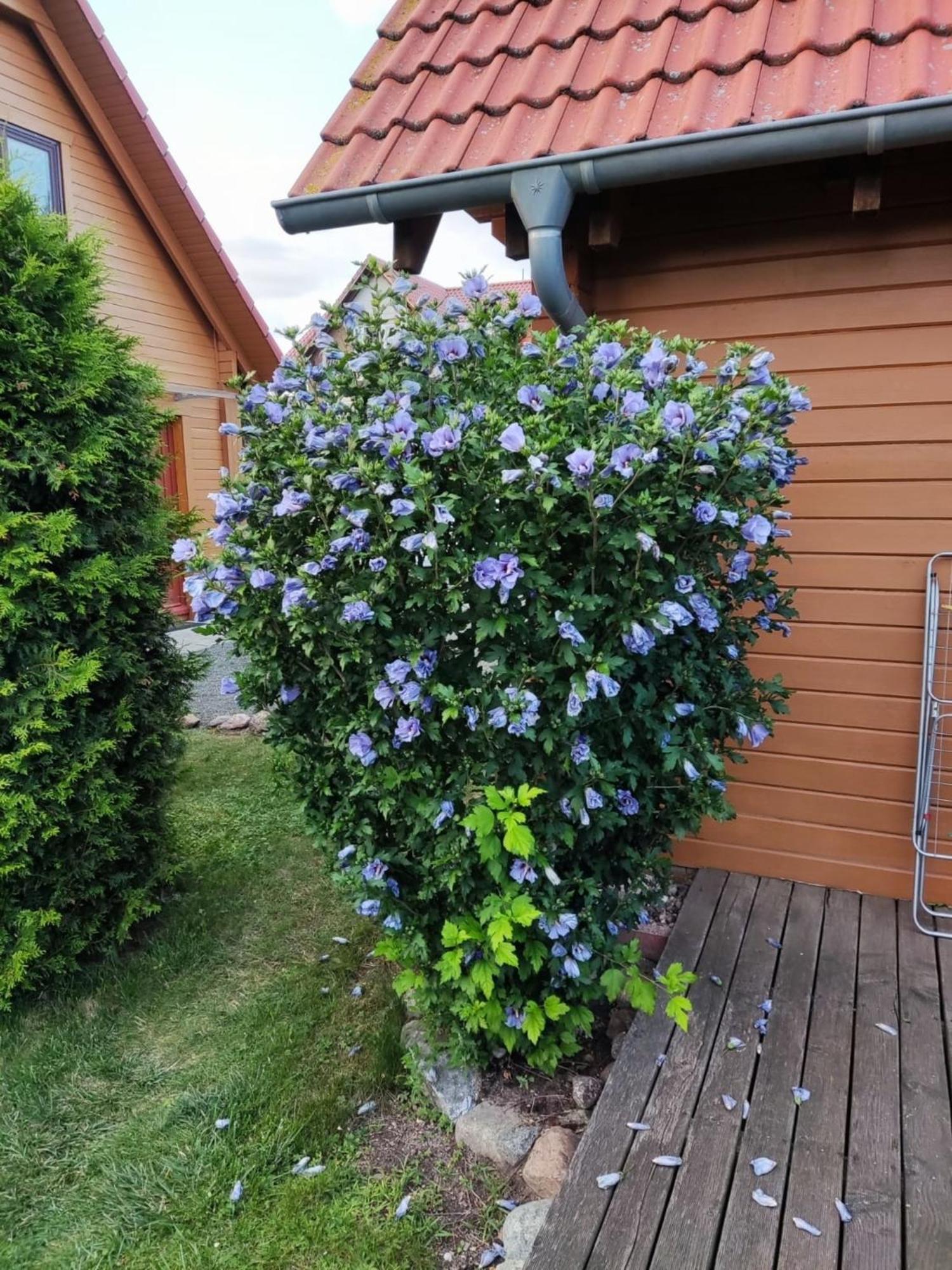 Ferienhaus Bliev-Hee Nr 4 クリンク エクステリア 写真